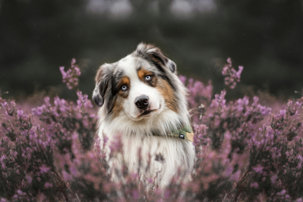 Aussie